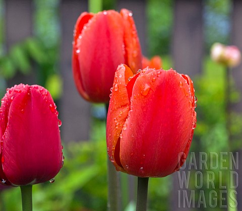 Tulipa_Red_Impression_Tulip_Darwin_Hybrid