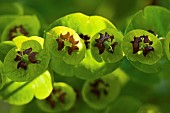 Euphorbia x martini Spurge