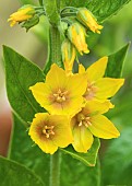 Lysimachia punctata Loosestrife