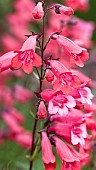 Penstemon Andenken an F. Hahn