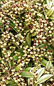 Pieris seedhead