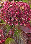 Hydrangea Macrophylla