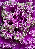 Ornamental cabbage Northern Lights