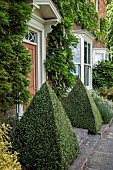 Front Door shaped Box Buxus sempervirens;