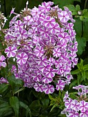 Phlox Natascha