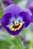 Viola Ardross Gem