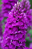 Dactylorhiza purpurella; spotted leaf; Northern Marsh Orchid