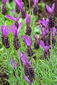 Lavender stoechas subsp pedunculata French lavender