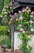 Front porch with rambling roses Rosa May Queen  Rosa Mme Caroline Testout