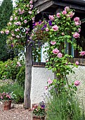 Front porch with rambling roses Rosa May Queen  Rosa Mme Caroline Testout