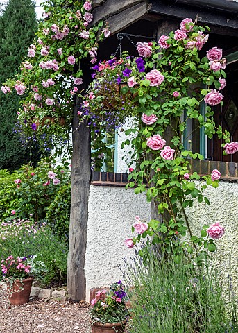 Front_porch_with_rambling_roses_Rosa_May_Queen__Rosa_Mme_Caroline_Testout