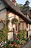 Thatched Cottage tulips and spring flowers