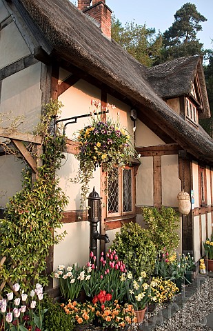 Thatched_Cottage_tulips_and_spring_flowers