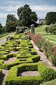 Box hedging Buxus sempervirens