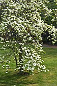 Cornus Eddies White Wonder Dogwood