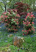 Pieris Forest Flame Shrub