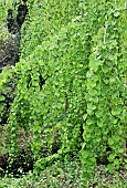 Cercidiphyllum japonicum Weeping Katsura tree