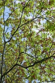 Specimin Tree Acer against the sky in Spring