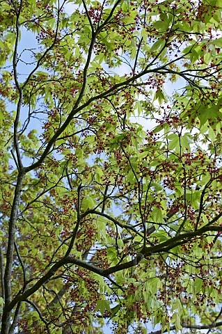 Specimin_Tree_Acer_against_the_sky_in_Spring