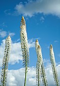 Eremurus himalaicus foxtail lily