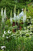 Eremurus Himalaicus Foxtail Lily