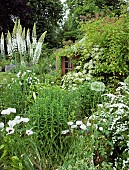 Eremurus Foxlily himalaicus