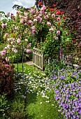 Rose arch with pink scented roses