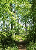 Trees in late spring