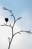 Beech tree Cobnut on branch