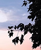 Hedgerow tops with twighlight silhouettes backlit by a evening summer light