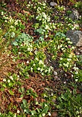 Primula P vulgaris (Primrose) pale yellow with darker eyes in Spring Garden early April Cannock Wood Village Staffordshire England UK