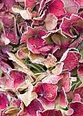 Frosted Hydrangea flowerhead