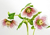 Helleborus Harvington Speckled