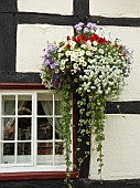 Hanging basket of summer flowering annuals trailing Lobelia, Nepeta Petunia, Alysum and Surfinia