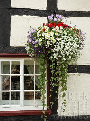 Hanging_basket_of_summer_flowering_annuals_trailing_Lobelia_Nepeta_Petunia_Alysum_and_Surfinia