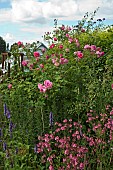 Border of mixed summer flowering perennials Roses, Diascia,