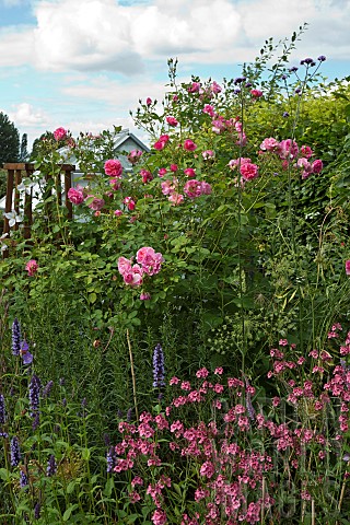 Border_of_mixed_summer_flowering_perennials_Roses_Diascia