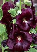 Hollyhock Alcea rosea Nigra