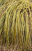 Cortaderia selloana Gold Band Cortaderia selloana Aureolineata Ornamental Grass