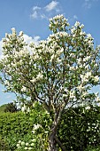 Syringa vulgaris Madame Lemoine