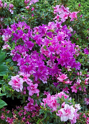 Azalea_formosa_Rhododendron