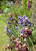 Garden border bearded Iris violet with foxgloves