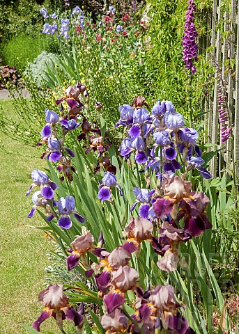 Garden_border_bearded_Iris_violet_with_foxgloves