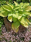 Hosta Gold Standard