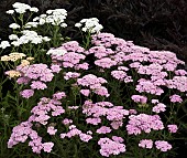 Achillea millefolium Apple Blossom