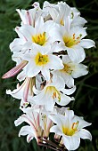 Lilium regale Regal Lily