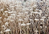 Frosted borders of hebaceous perennials and ornamental grasses