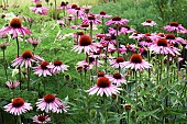 Echinacea purpurea Pink Parasol Coneflower