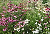 Echinacea purpurea Pink Parasol Coneflower