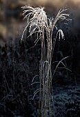 Winter frosts cover die back foliage of ornamental grasses